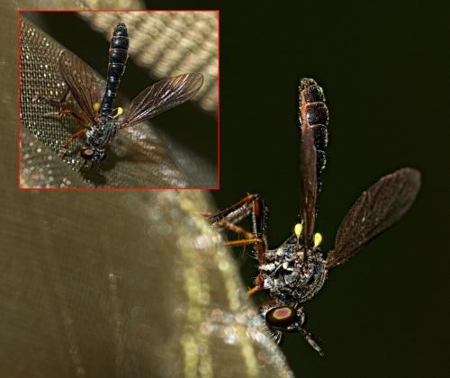 Réf. 326 118 : Dioctria sp.